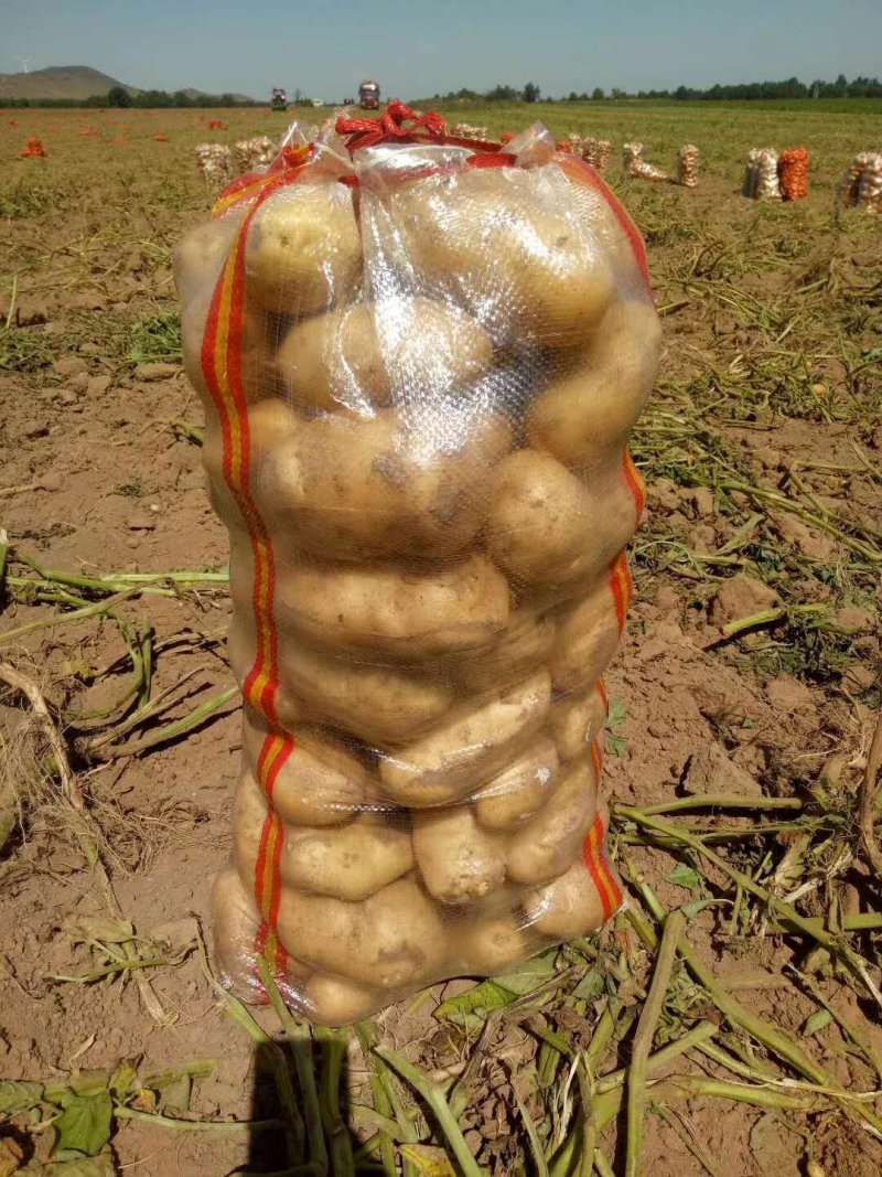 荷兰十五新土豆