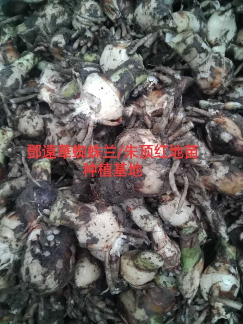 蜘蛛兰种球特圆电商都懂得