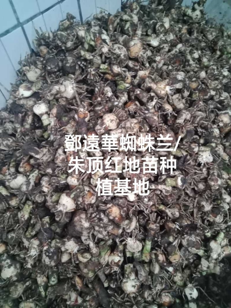 蜘蛛兰种球特圆电商都懂得