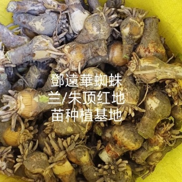 蜘蛛兰种球特圆电商都懂得