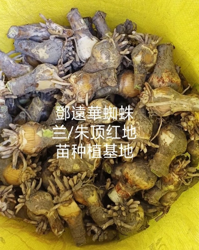 蜘蛛兰种球特圆电商都懂得