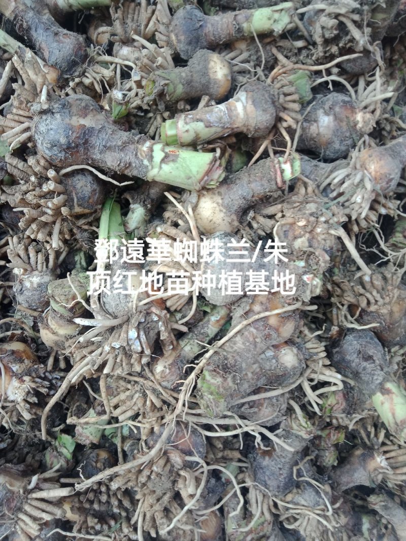 蜘蛛兰种球特圆电商都懂得