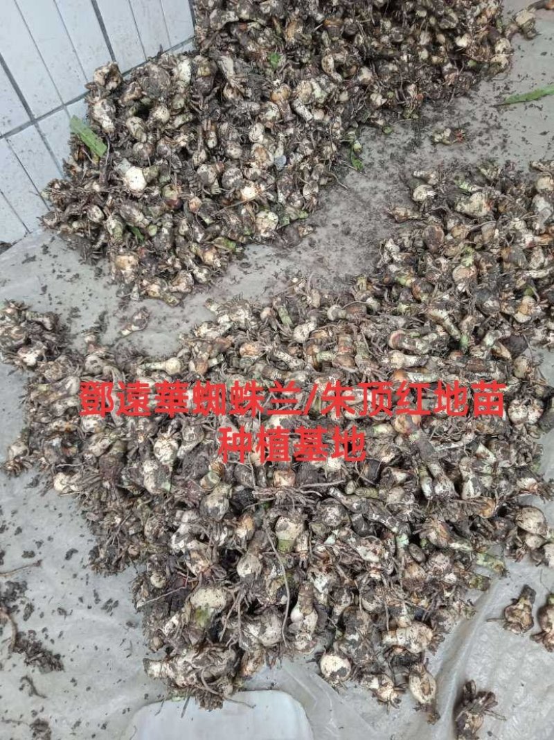 蜘蛛兰种球特圆电商都懂得
