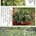 东北特产荠菜干菜～口感清香包馅料用
