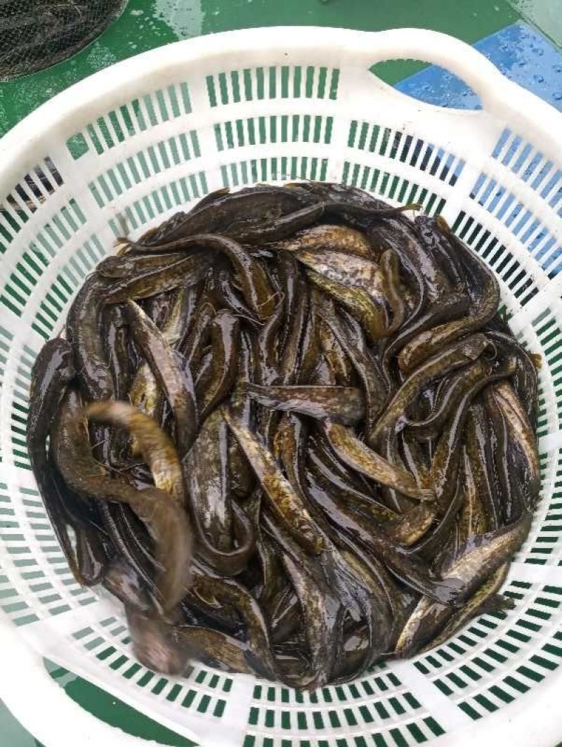 花肚皮江鲶，肚子里没油
