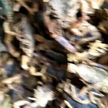 全蝎干货，低盐，产地直，公平诚信经营，视频看货，