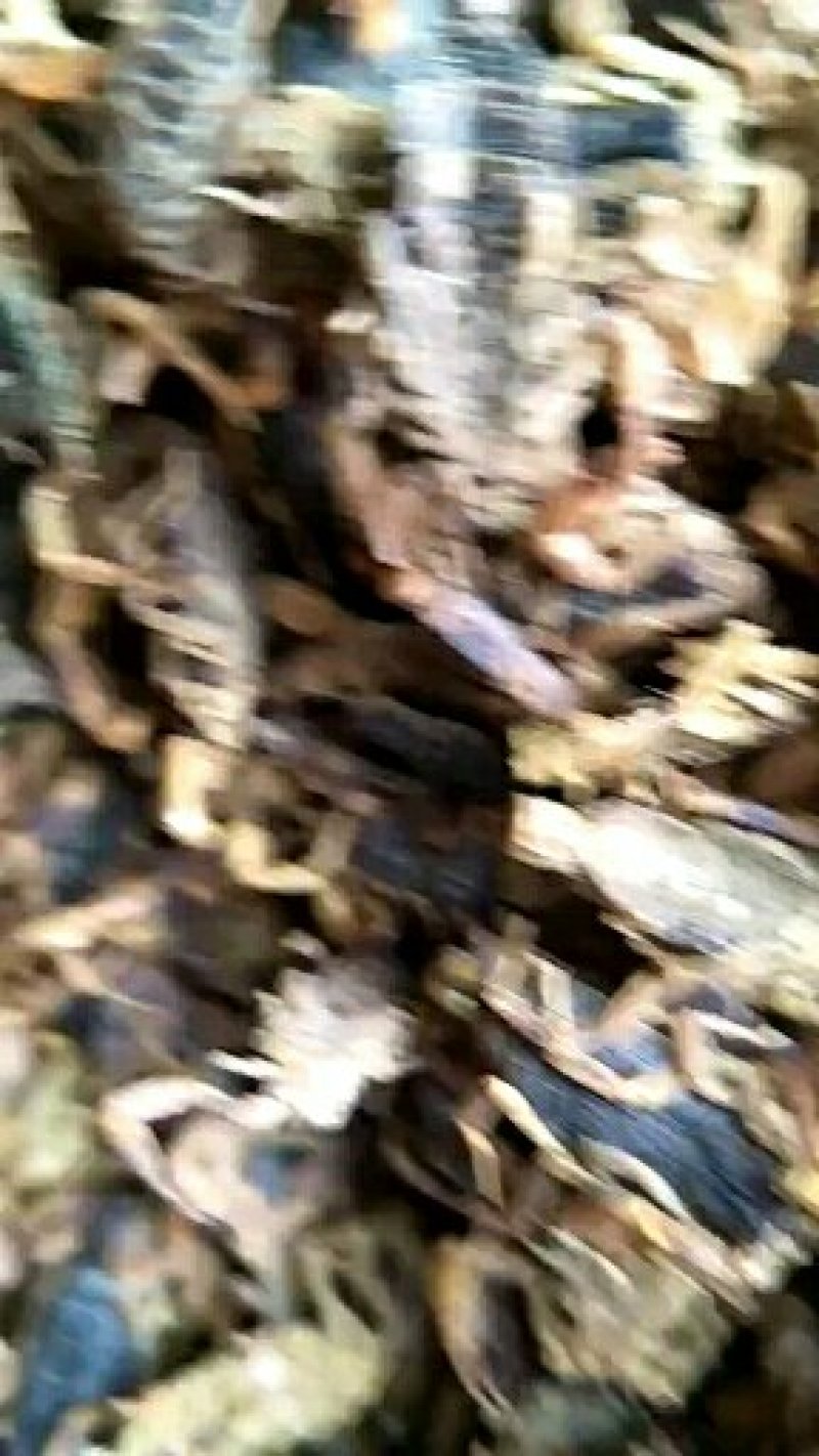 全蝎干货，低盐，产地直，公平诚信经营，视频看货，