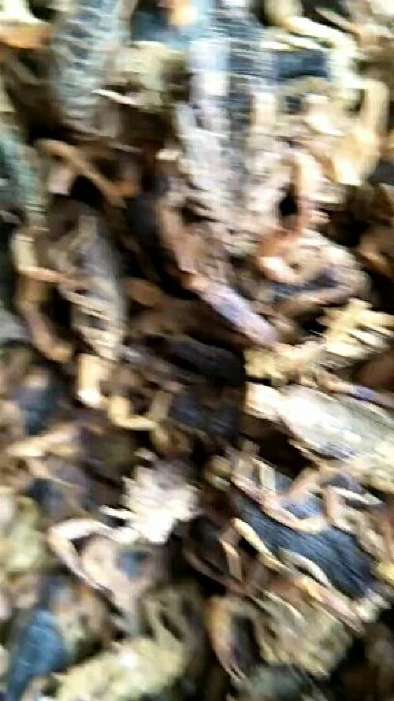 全蝎干货，低盐，产地直，公平诚信经营，视频看货，