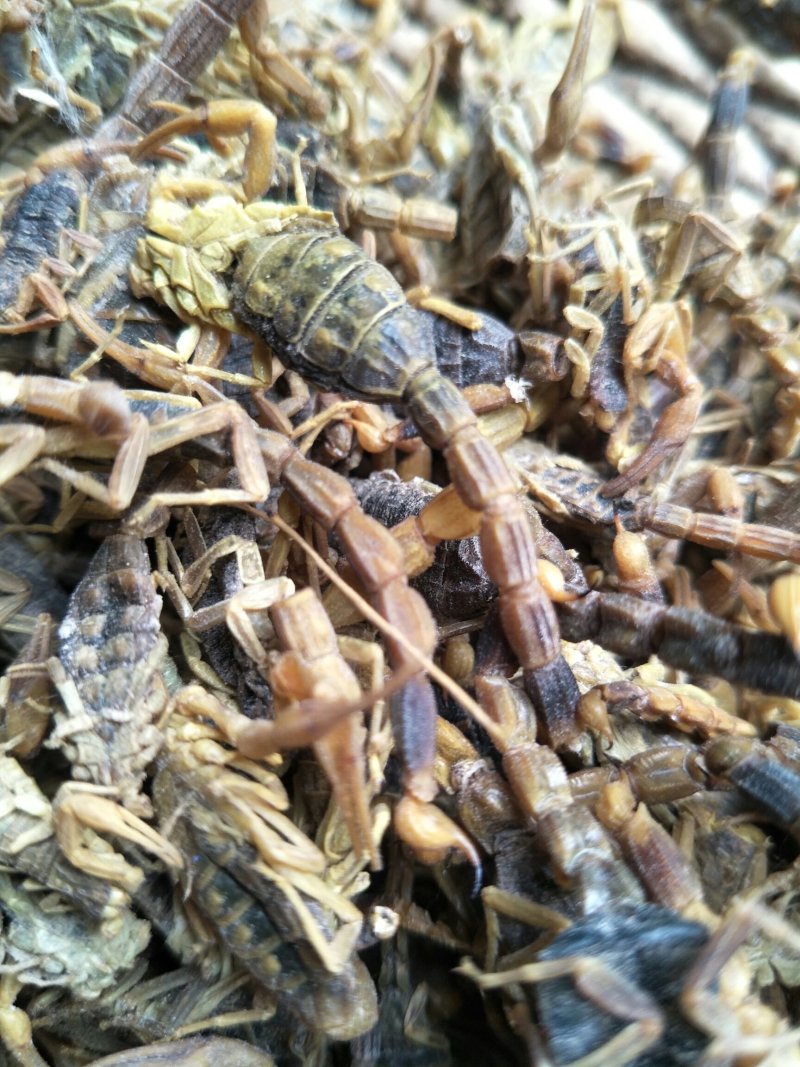 全蝎干货，低盐，产地直，公平诚信经营，视频看货，