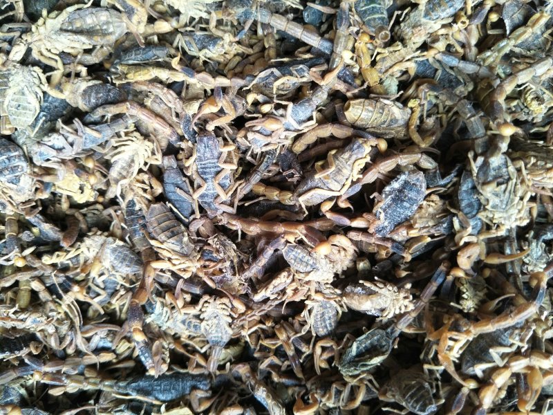 全蝎干货，低盐，产地直，公平诚信经营，视频看货，