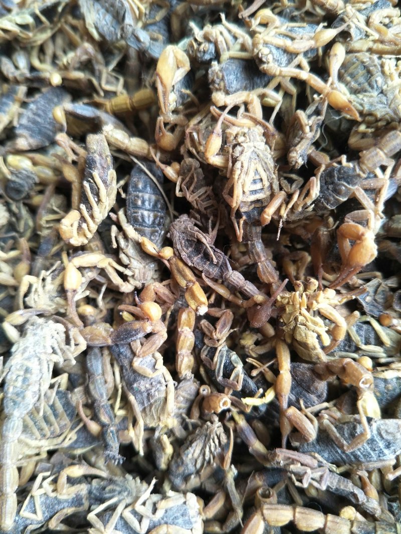 全蝎干货，低盐，产地直，公平诚信经营，视频看货，