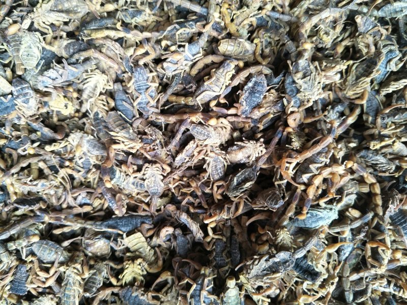 全蝎干货，低盐，产地直，公平诚信经营，视频看货，