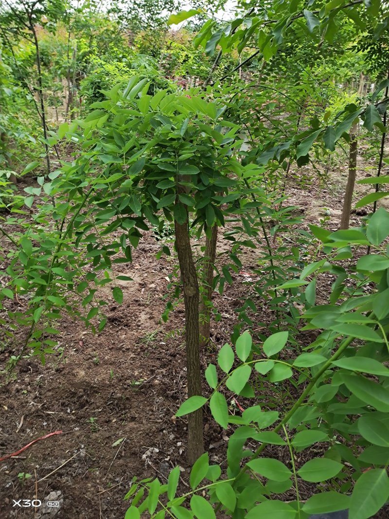 龙爪槐道路小区别墅绿化绿化苗木可以视频看货选苗定苗