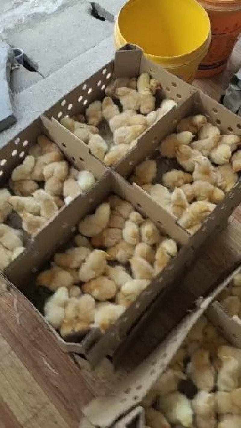 黄土鸡苗三黄鸡苗黄鸡苗湘黄土鸡苗出壳一天的活体小鸡苗