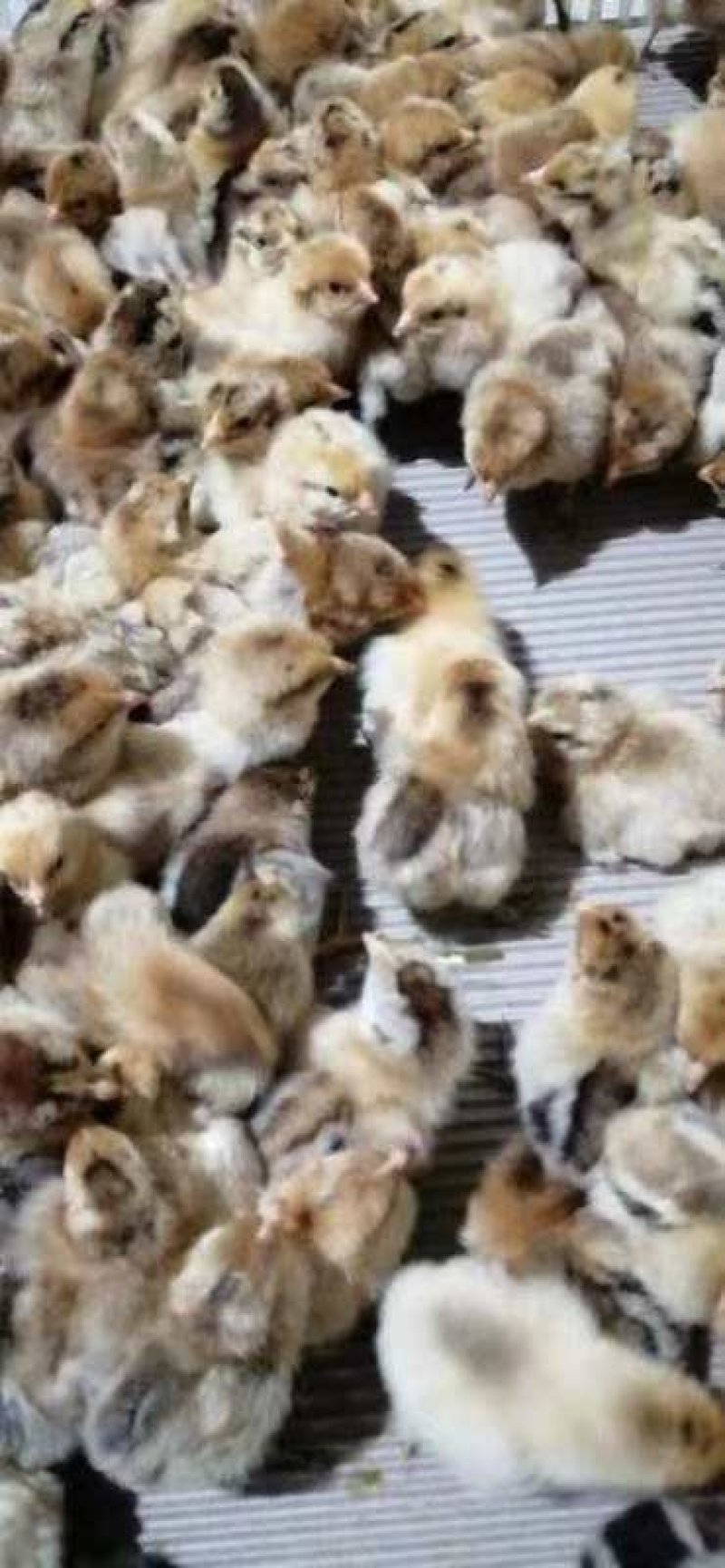 麻羽高产绿壳蛋鸡苗多蛋鸡苗出壳一天的小鸡苗