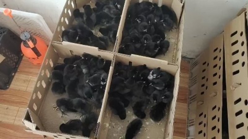 快大黑肉鸡苗快速型肉鸡苗五黑鸡苗出栏快成长速度快包成活
