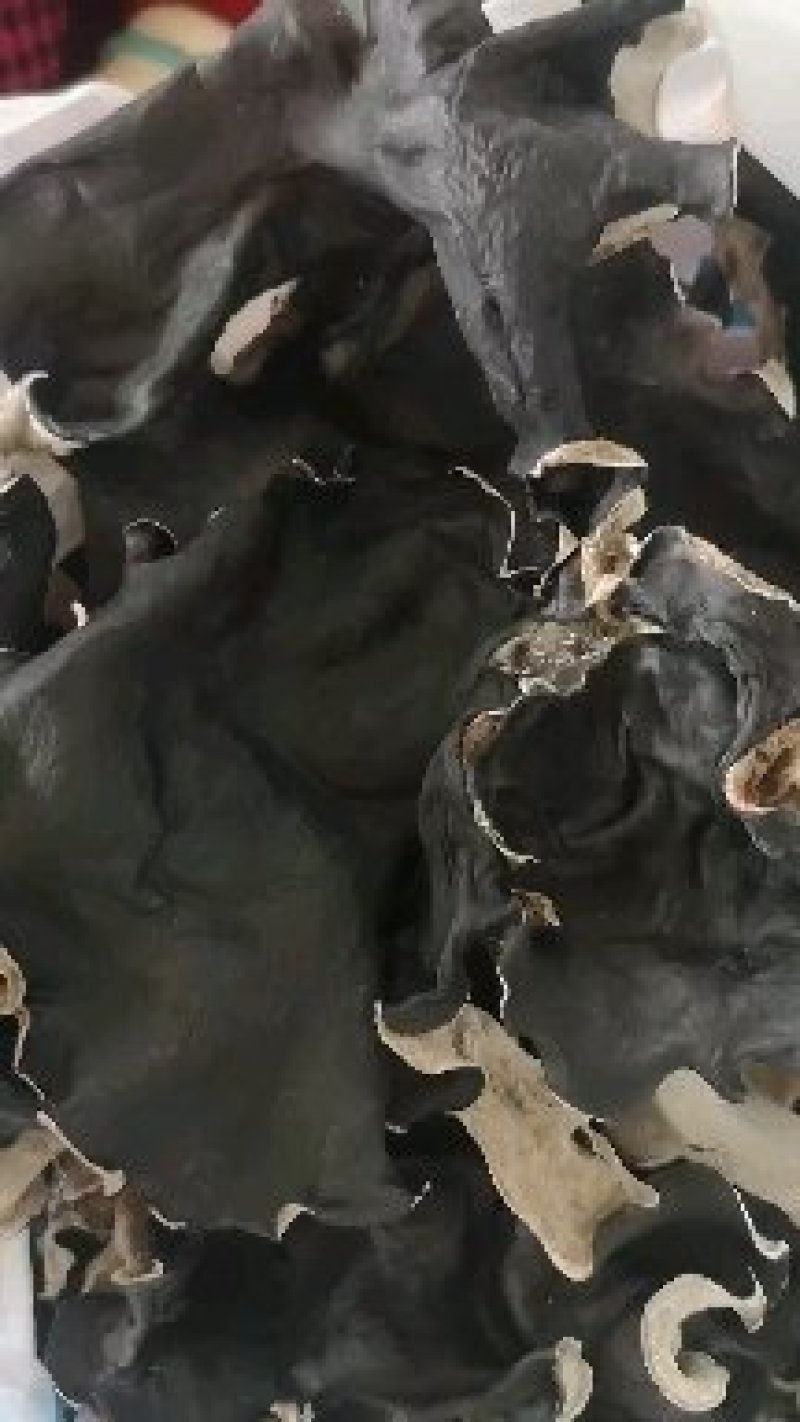 毛木耳丝5毫米长度5厘米白背黑木耳产地直销当季新货