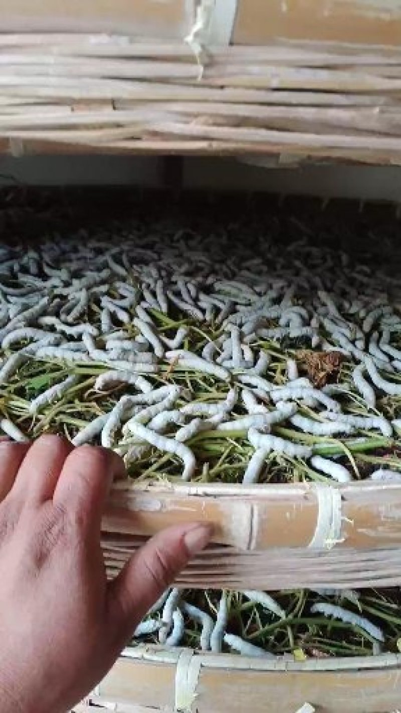 海宁果桑苗强桑3号叶大叶子密度高