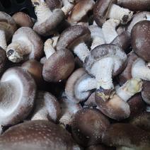 贵州产地直销新鲜香菇产地货一手货源每天可供几万斤