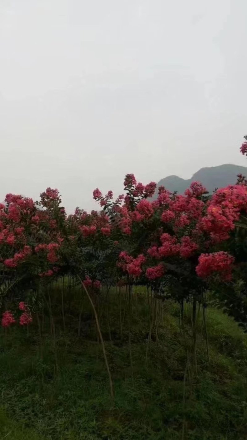 正宗大红紫薇，3公分4公分5公分6公分7公分欢迎老板选购