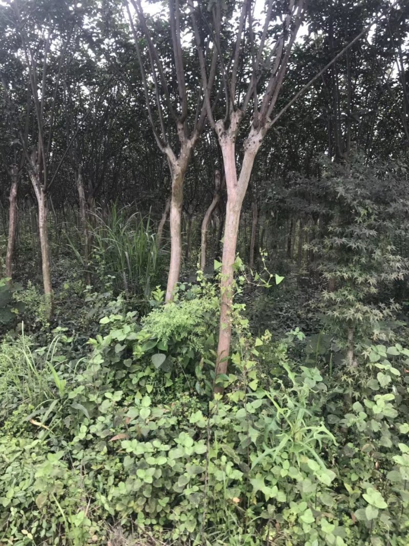 正宗大红紫薇，3公分4公分5公分6公分7公分欢迎老板选购