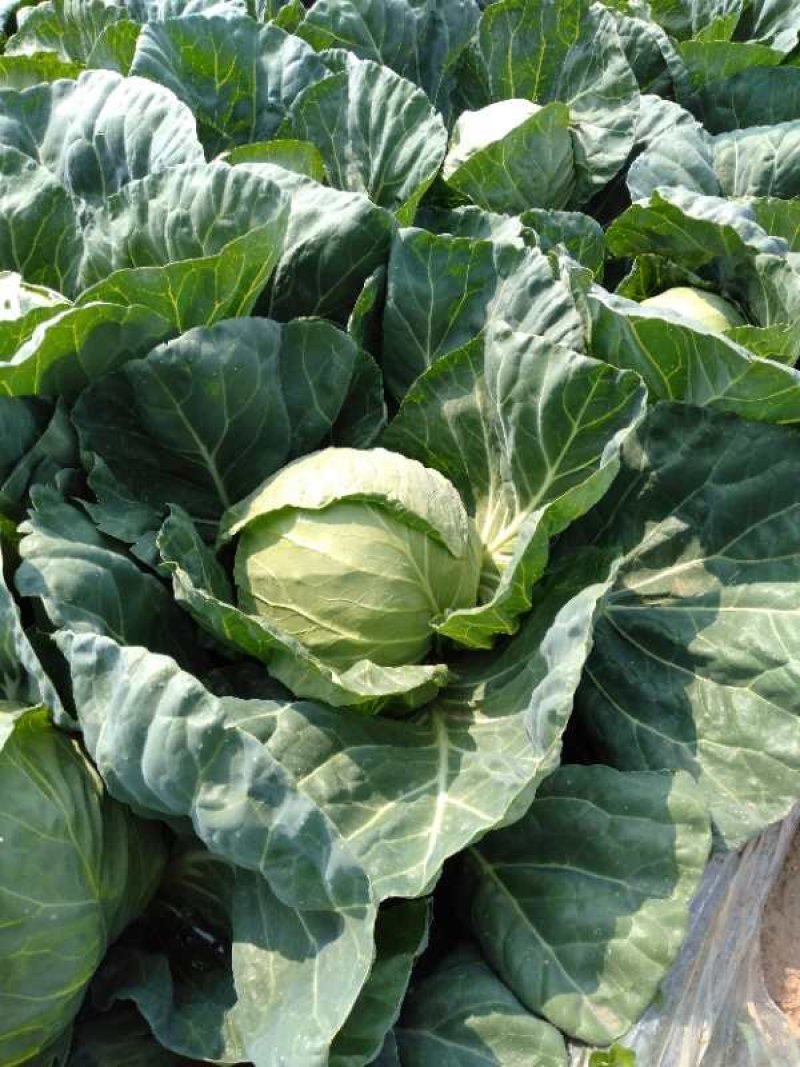 甘蓝（大头菜）