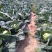甘蓝（大头菜）