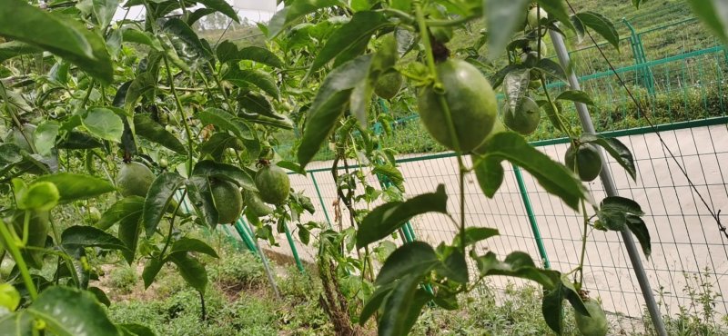 百香果贵州天然生态种植