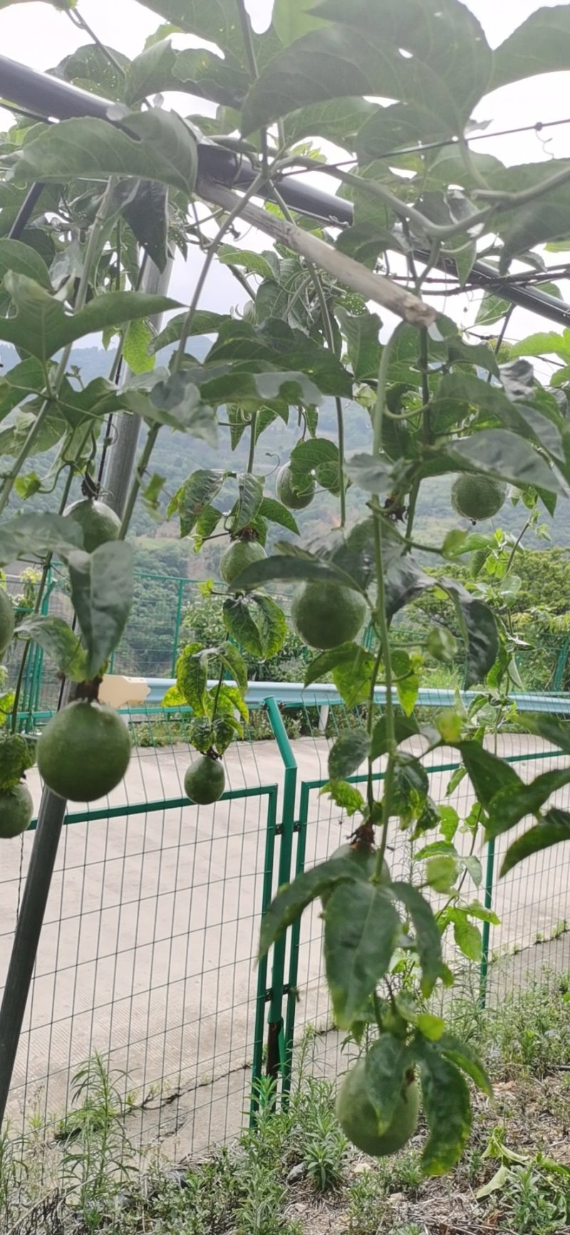 百香果贵州天然生态种植