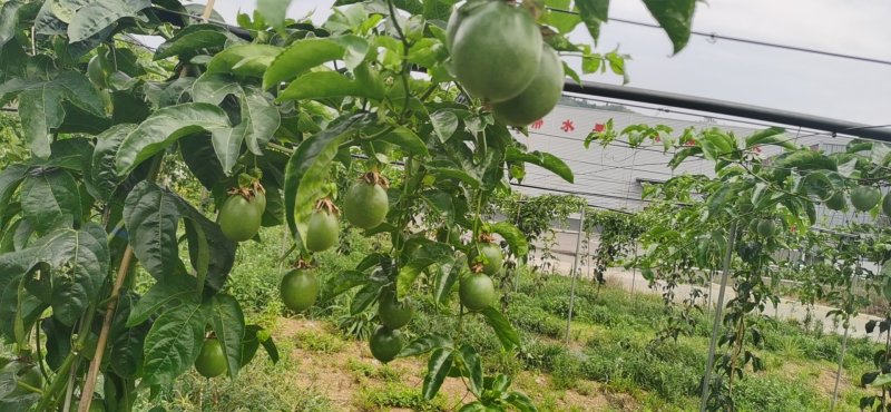 百香果贵州天然生态种植