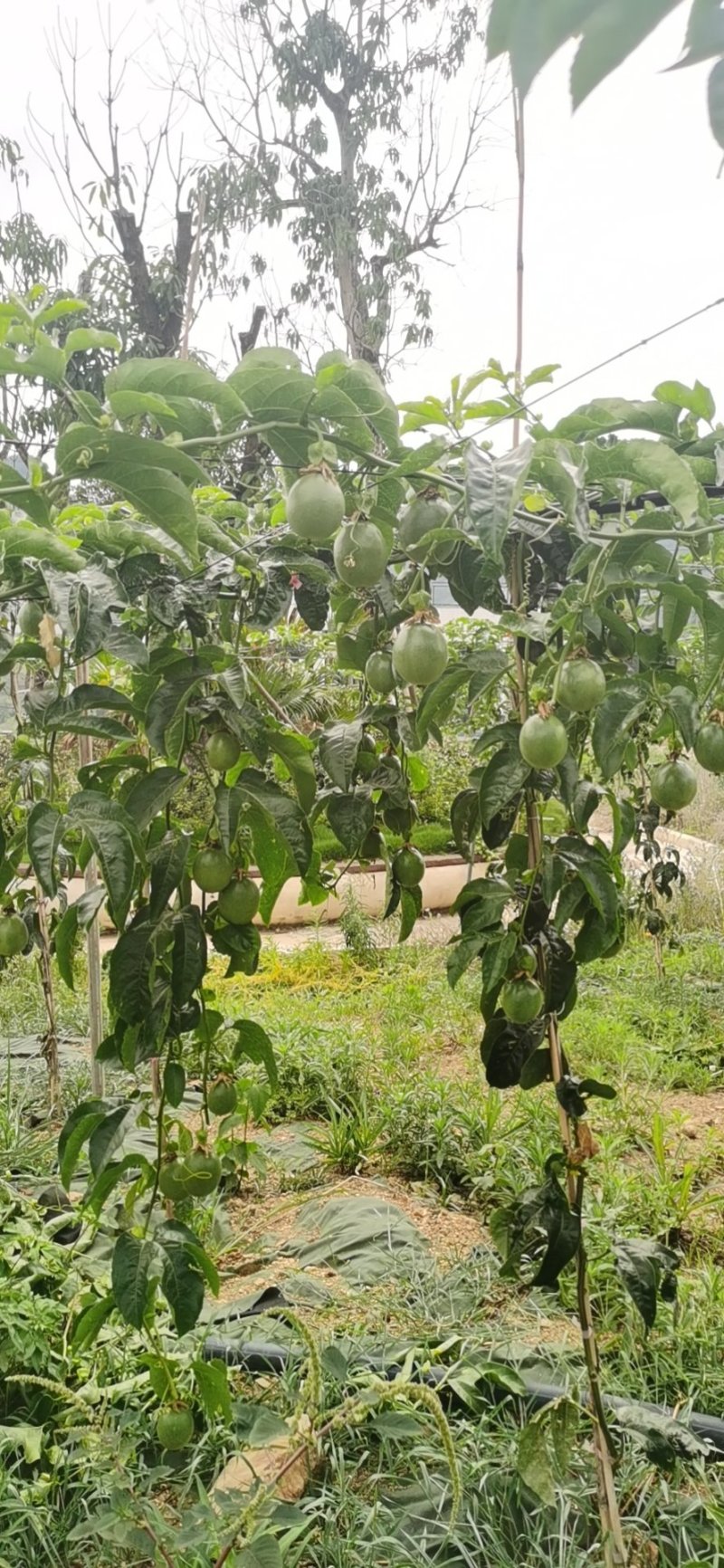 百香果贵州天然生态种植