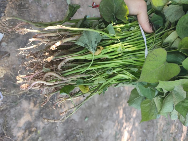 蜜薯大田红薯苗、蜜薯地瓜苗、蜜薯、