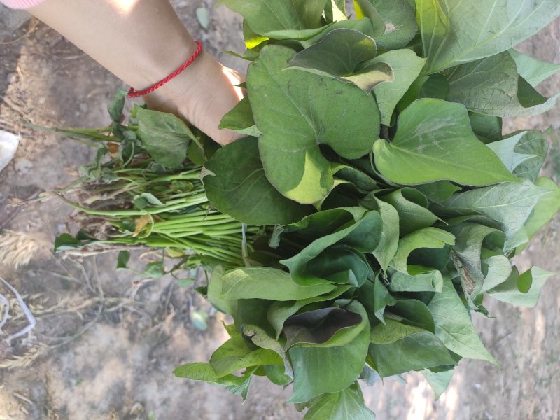 蜜薯大田红薯苗、蜜薯地瓜苗、蜜薯、
