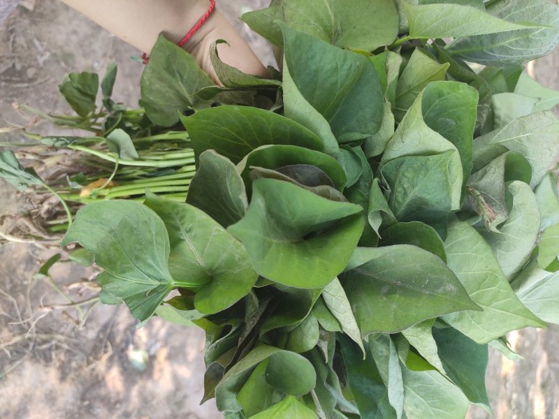 蜜薯大田红薯苗、蜜薯地瓜苗、蜜薯、