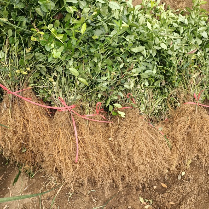 扶芳藤小叶扶芳藤爬行卫矛大叶扶芳
