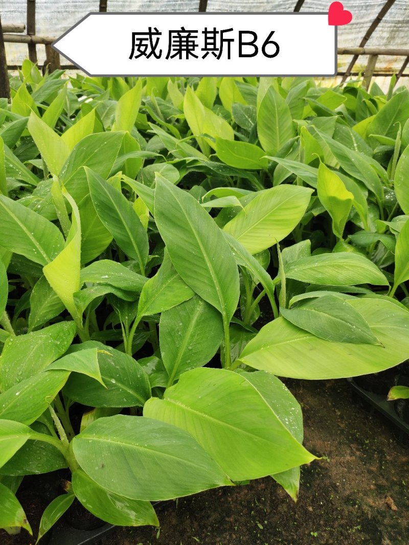 香蕉苗威廉斯B6，金粉一号[广西南宁-基地大量出售]