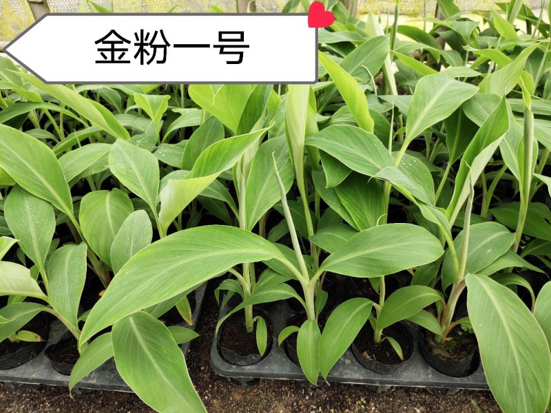 香蕉苗威廉斯B6，金粉一号[广西南宁-基地大量出售]