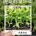 香蕉苗威廉斯B6，金粉一号[广西南宁-基地大量出售]
