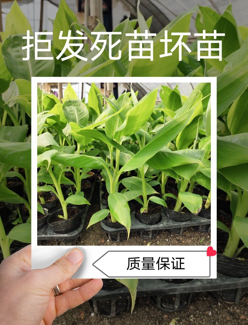 香蕉苗威廉斯B6，金粉一号[广西南宁-基地大量出售]