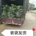 香蕉苗威廉斯B6，金粉一号[广西南宁-基地大量出售]