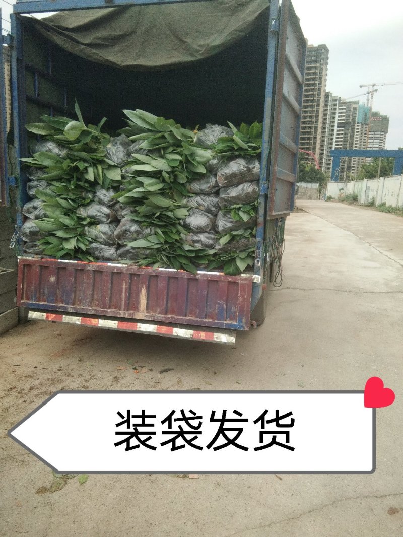 香蕉苗威廉斯B6，金粉一号[广西南宁-基地大量出售]