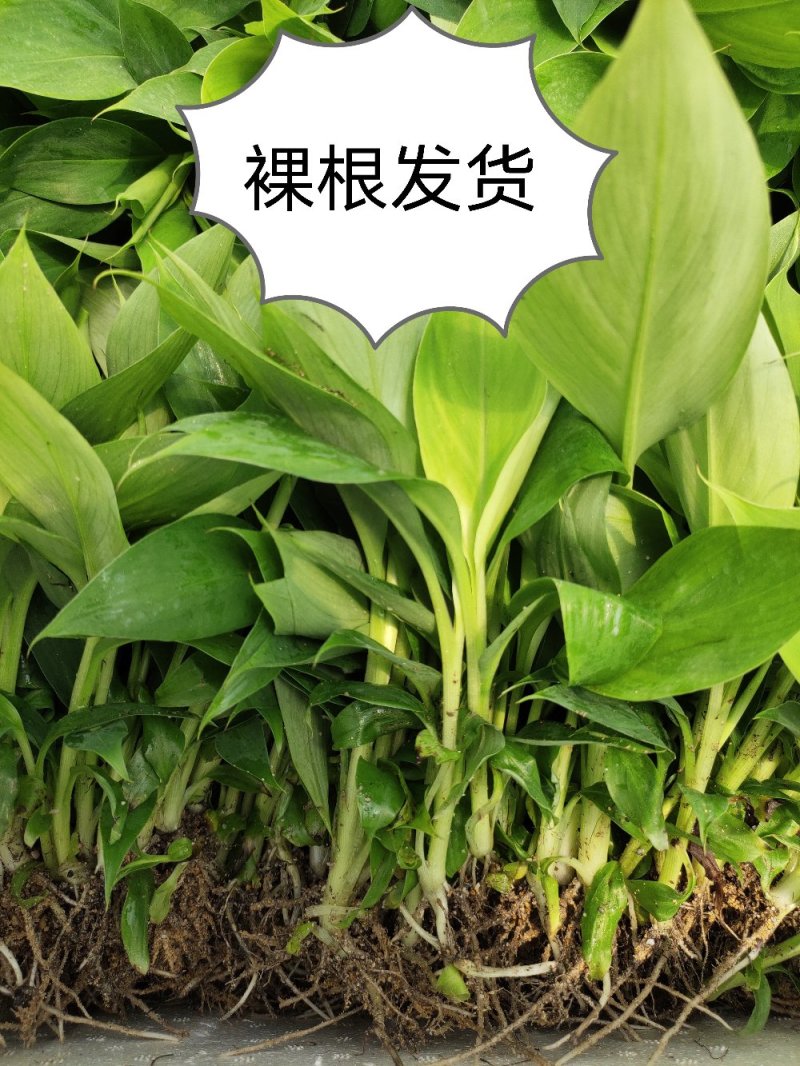 香蕉苗威廉斯B6，金粉一号[广西南宁-基地大量出售]