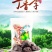 厂家直销休闲零食果干蜜饯特产枕式扭式丁香李精品包装