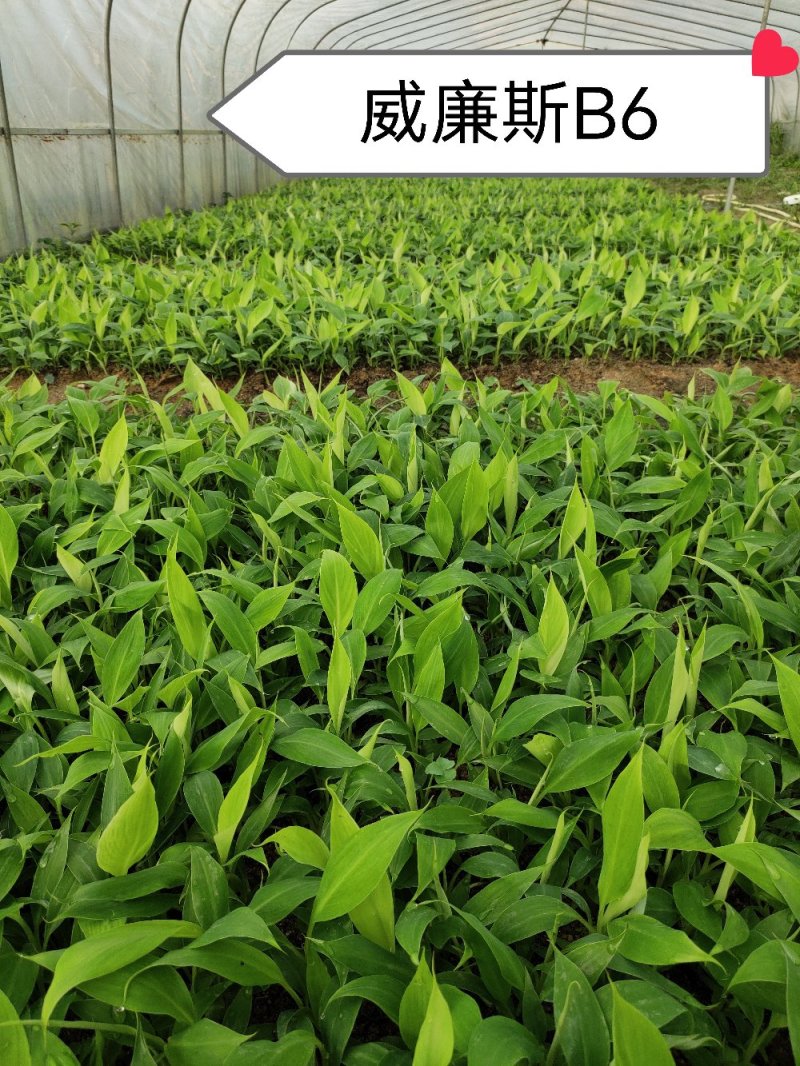 香蕉苗威廉斯B6，金粉一号[广西南宁-基地大量出售]