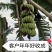 香蕉苗威廉斯B6，金粉一号[广西南宁-基地大量出售]