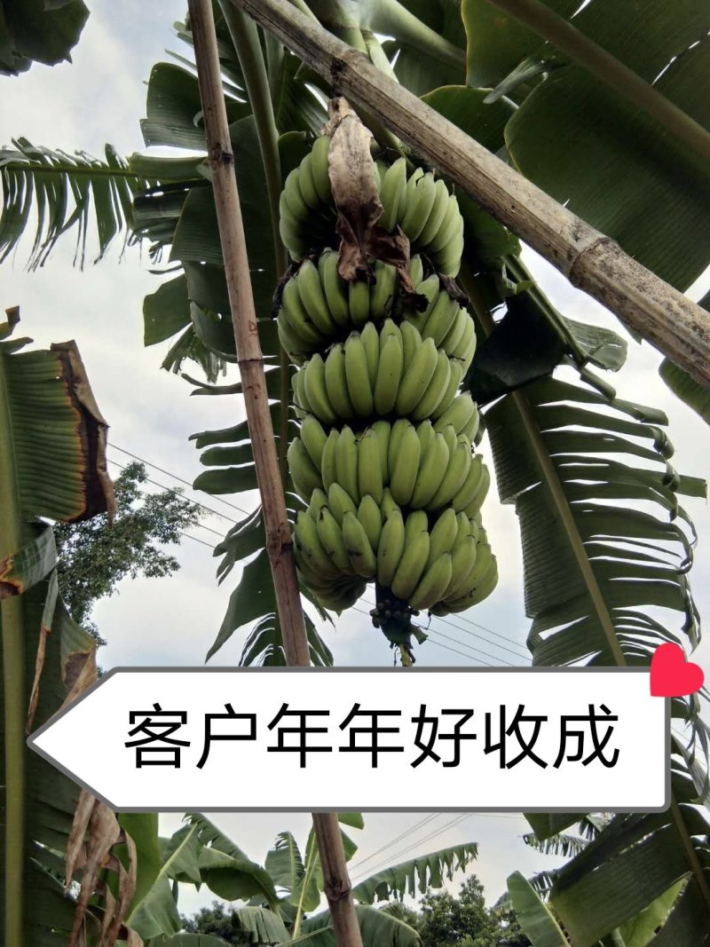 香蕉苗威廉斯B6，金粉一号[广西南宁-基地大量出售]