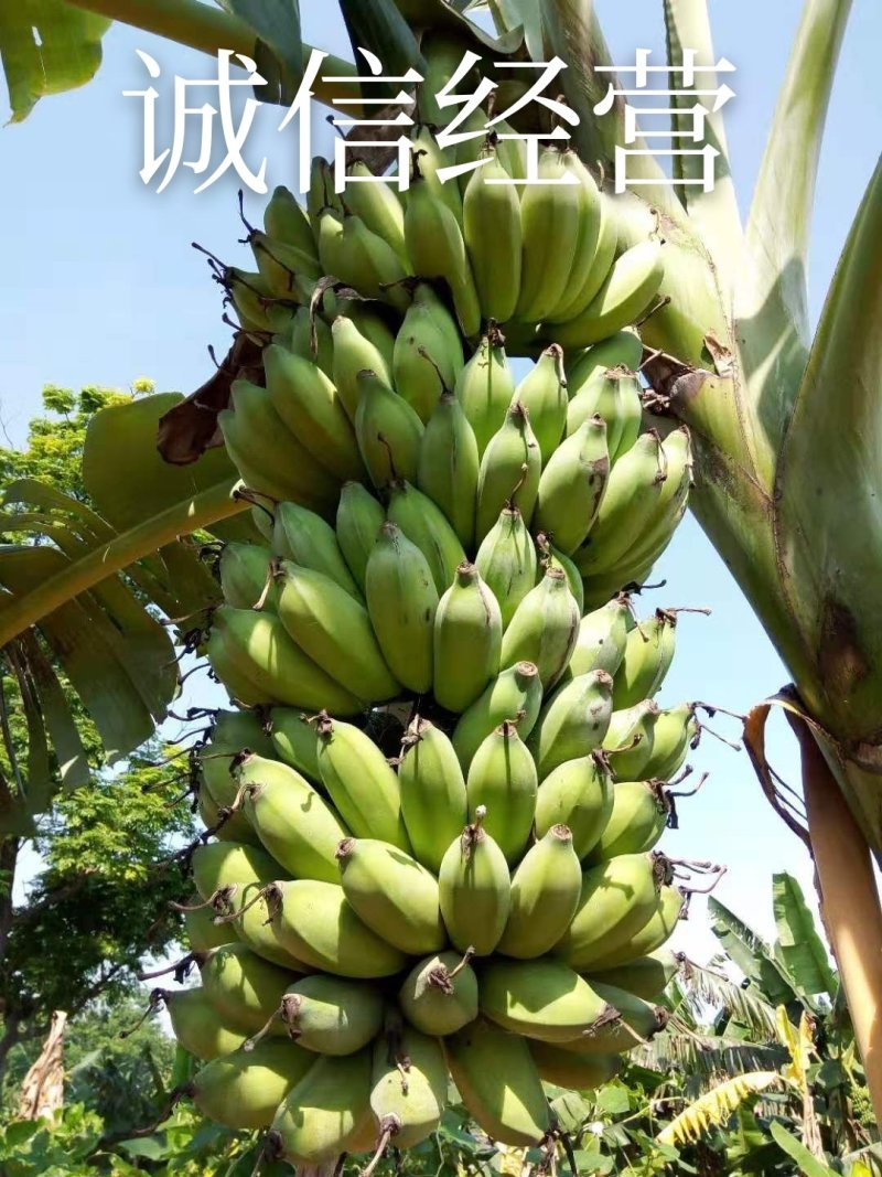 香蕉苗威廉斯B6，金粉一号[广西南宁-基地大量出售]