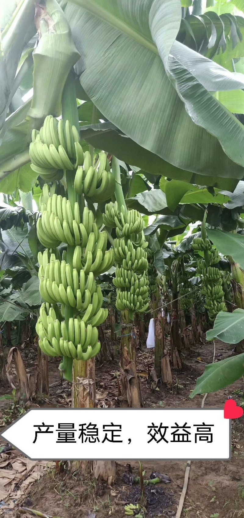 香蕉苗威廉斯B6，金粉一号[广西南宁-基地大量出售]