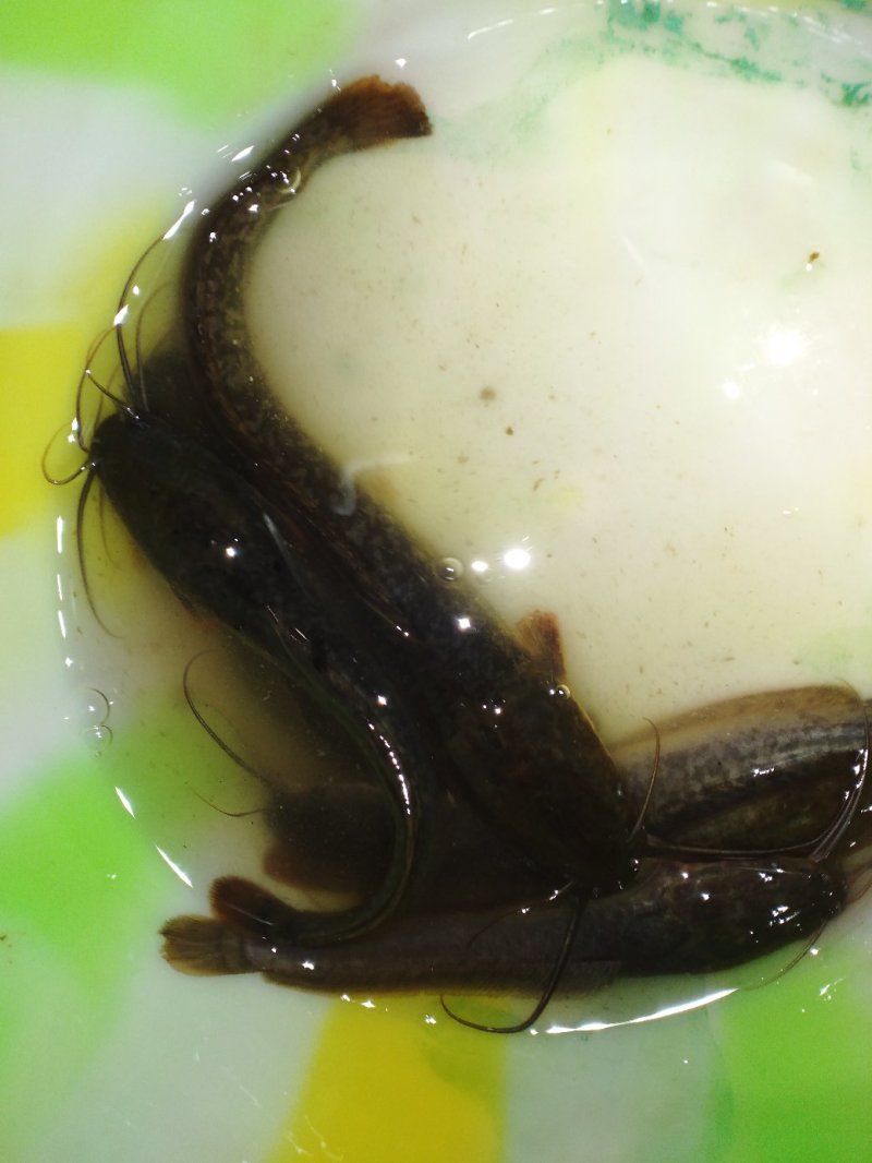 鲶鱼