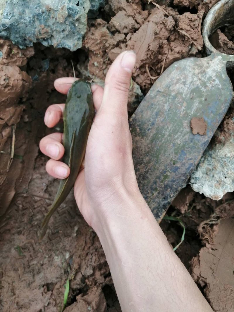 鲶鱼